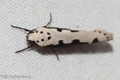 Ethmia bipunctella