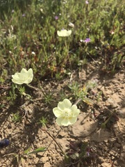Platystemon californicus