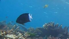 Acanthochromis polyacanthus
