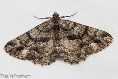 Peribatodes ilicaria