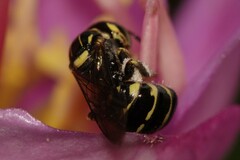 Ceratina collusor