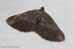 Rhoptria asperaria