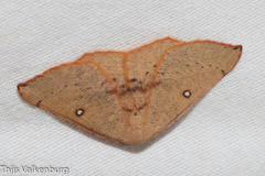 Cyclophora puppillaria