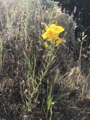 Erysimum capitatum