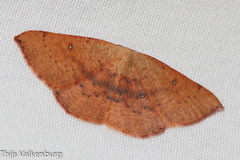Cyclophora puppillaria