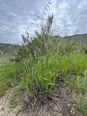Melica imperfecta