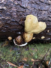 Fomitopsis ochracea