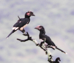 Bycanistes bucinator