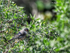 Curruca melanocephala