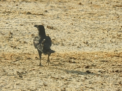 Corvus rhipidurus