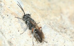 Liris subtessellatus