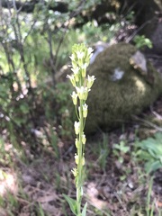 Turritis glabra