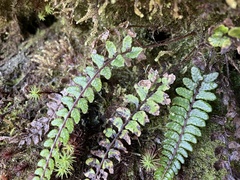 Athyrium nakanoi