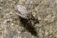 Limnophora maculosa