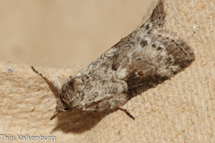 Nycteola