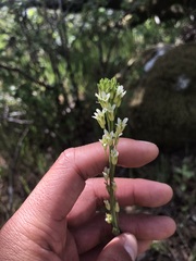 Turritis glabra