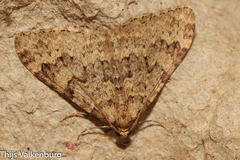 Nebula ibericata