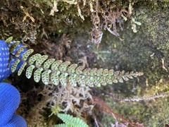 Athyrium nakanoi