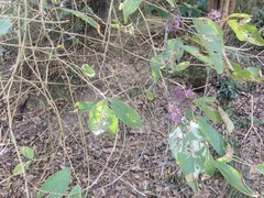 Callicarpa formosana formosana