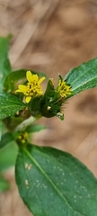 Synedrella nodiflora