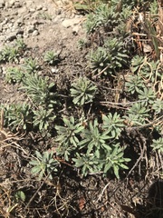 Erigeron petrophilus