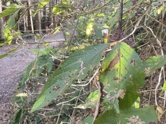 Callicarpa formosana formosana