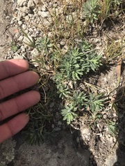 Erigeron petrophilus
