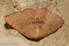 Cyclophora puppillaria