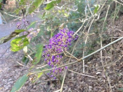 Callicarpa formosana formosana