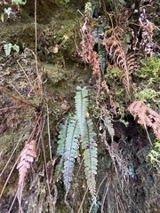 Athyrium nakanoi