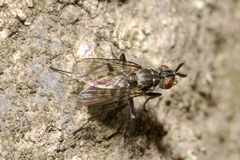 Limnophora maculosa