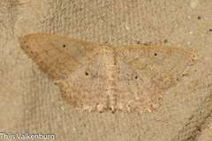 Scopula minorata