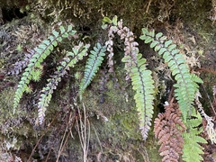 Athyrium nakanoi