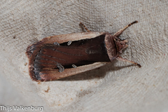 Ochropleura leucogaster