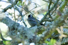 Melaniparus cinerascens