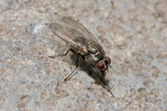 Limnophora