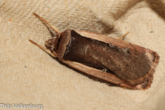 Ochropleura leucogaster