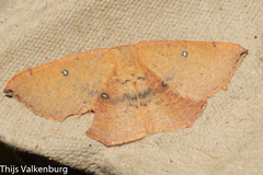 Cyclophora puppillaria