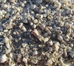 Amphibalanus amphitrite