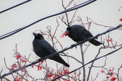 Corvus macrorhynchos japonensis