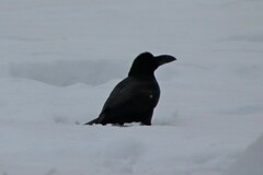 Corvus macrorhynchos japonensis