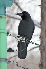 Corvus macrorhynchos japonensis