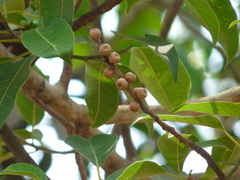 Ficus amplissima