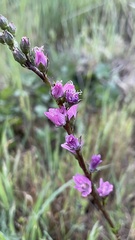 Sidalcea malviflora