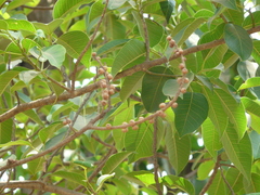 Ficus amplissima