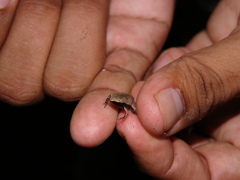 Hamptophryne boliviana