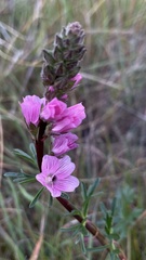 Sidalcea malviflora