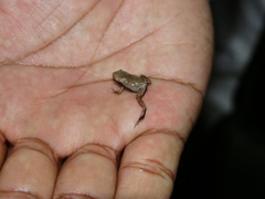 Hamptophryne boliviana