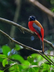 Harpactes duvaucelii