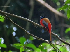 Harpactes duvaucelii